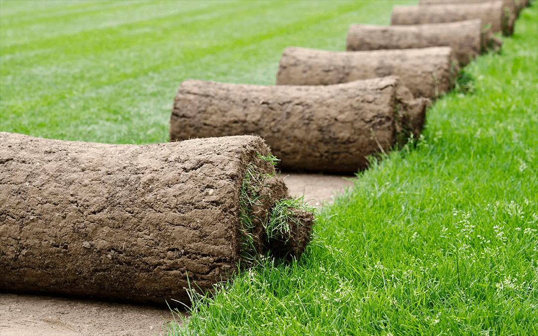 Harvested turf