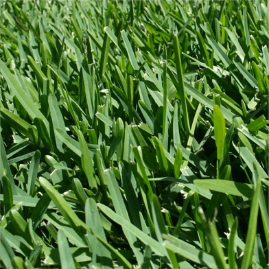 Buffalo grass