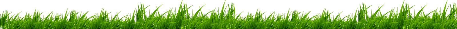 Turf Grass