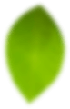 Background - Leaf