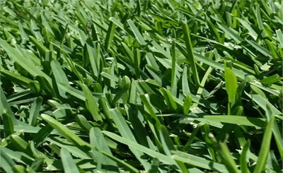 Couch Grass